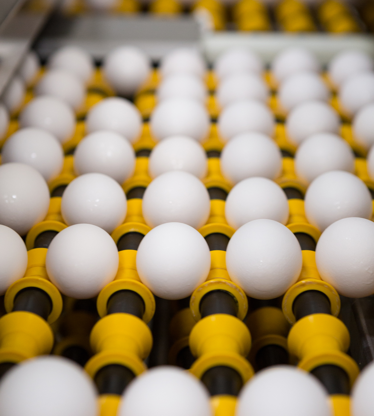 Tray of multiple white eggs