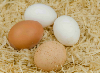 Iowa Poultry & Egg Foundation Announces 2022 Scholarship Winners